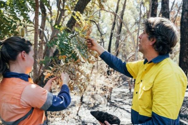 environmental science professionals looking at tree